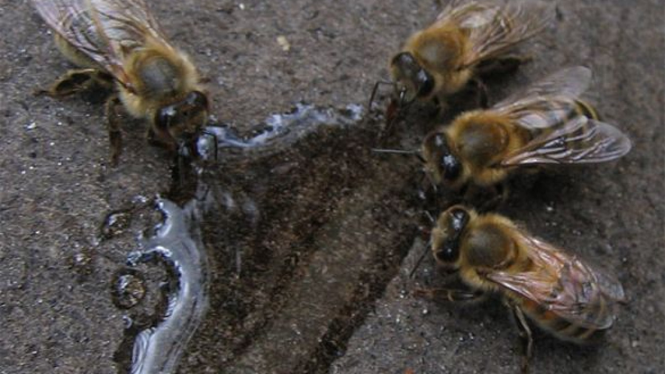 Us Sweet On Tough Russian Honeybees