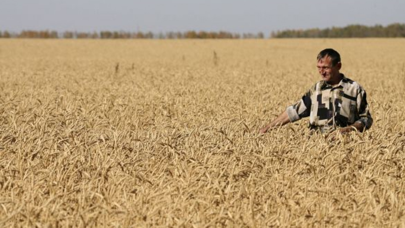Глупому в поле. Пшеничное поле человек. Человек в поле. Пшеница и человек. Фотосессия в пшеничном поле.
