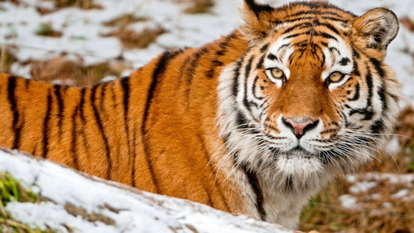 Putins Tiger Kuzya Back In Russia For Now