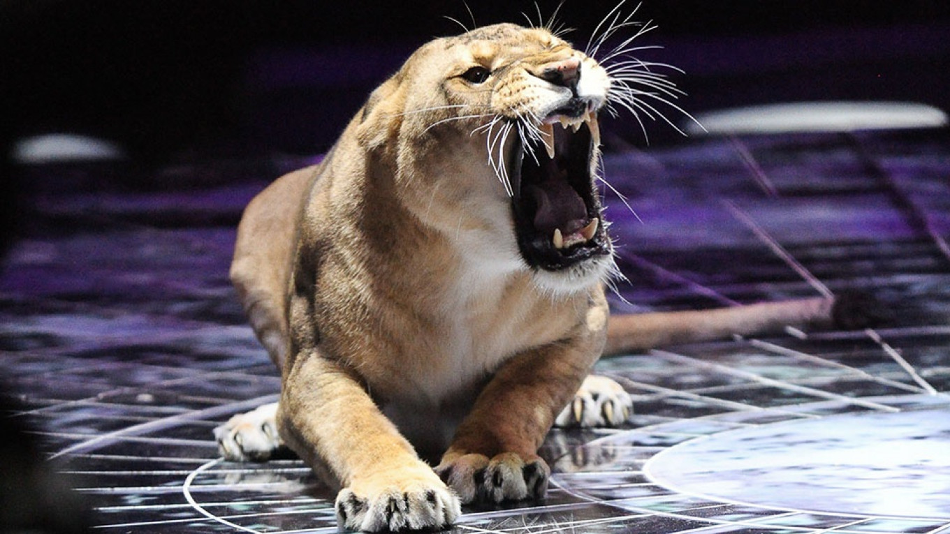 Lion Mauls 4 Year Old Russian Girl In Circus Victim Hospitalized