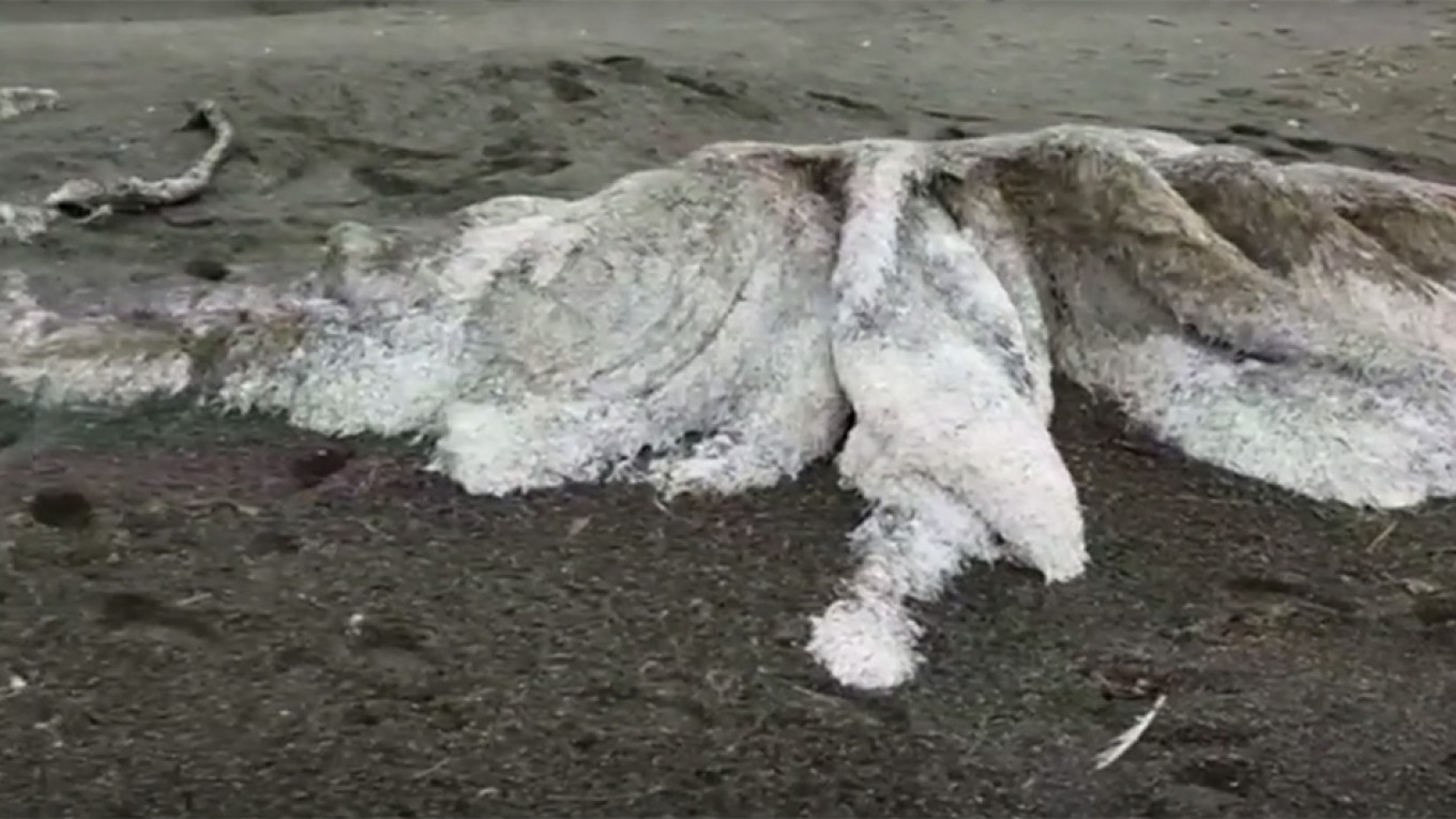 Mysterious Hairy Carcass Washes Up On Russian Beach