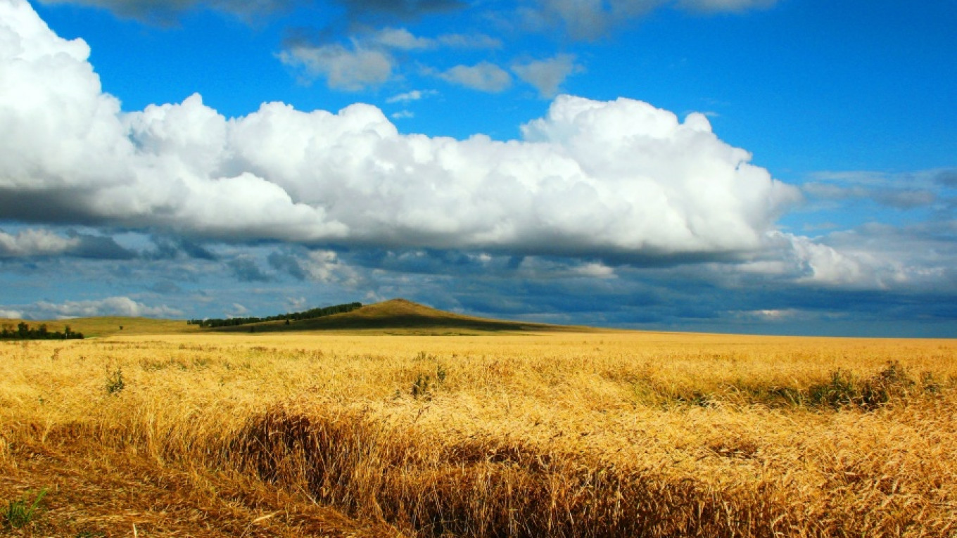 Image result for ukranian wheat field