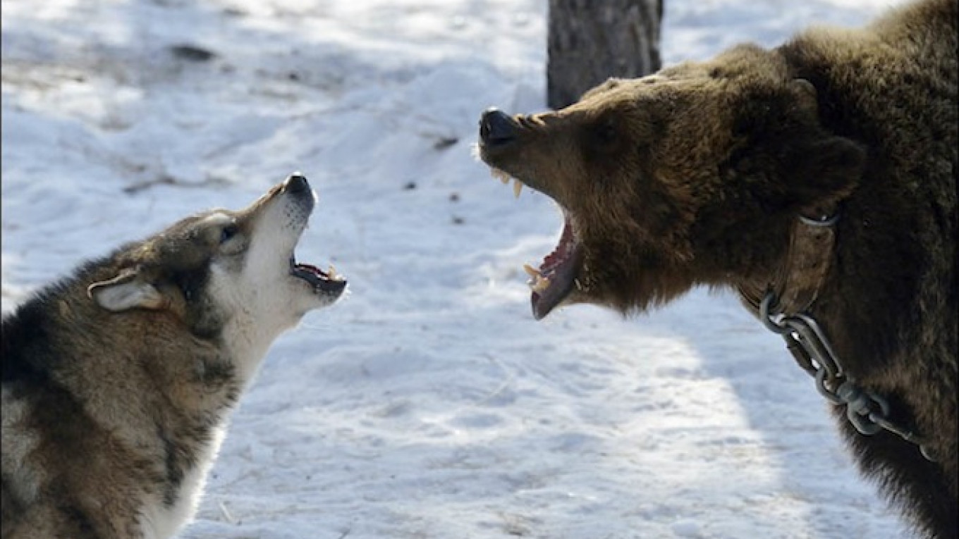 dogs trained to kill bears