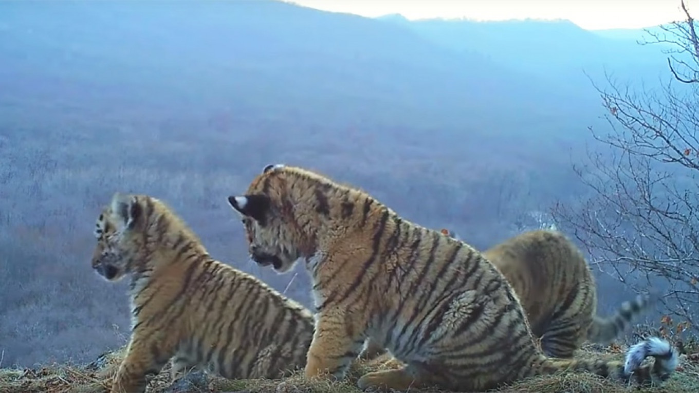 siberian tiger cubs