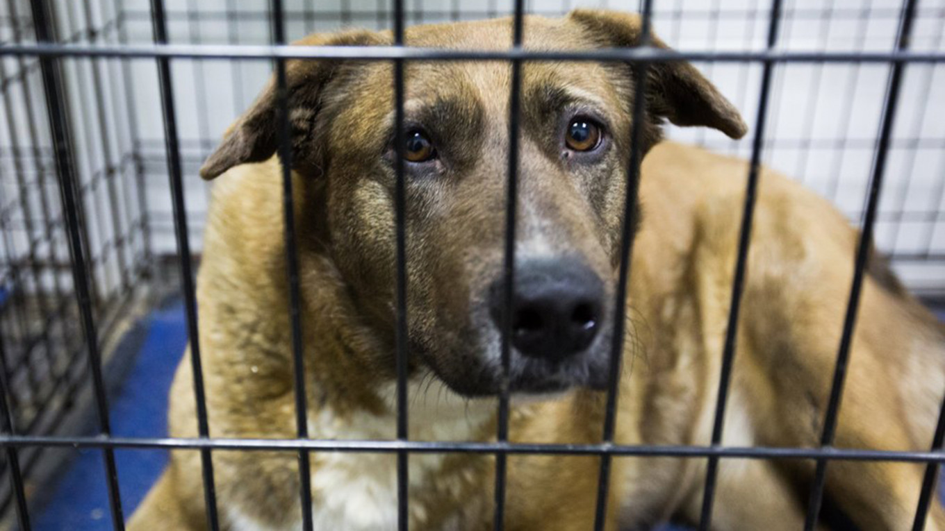 Hundreds of ‘Rabid’ Dogs and Cats Killed at Russian Shelter The