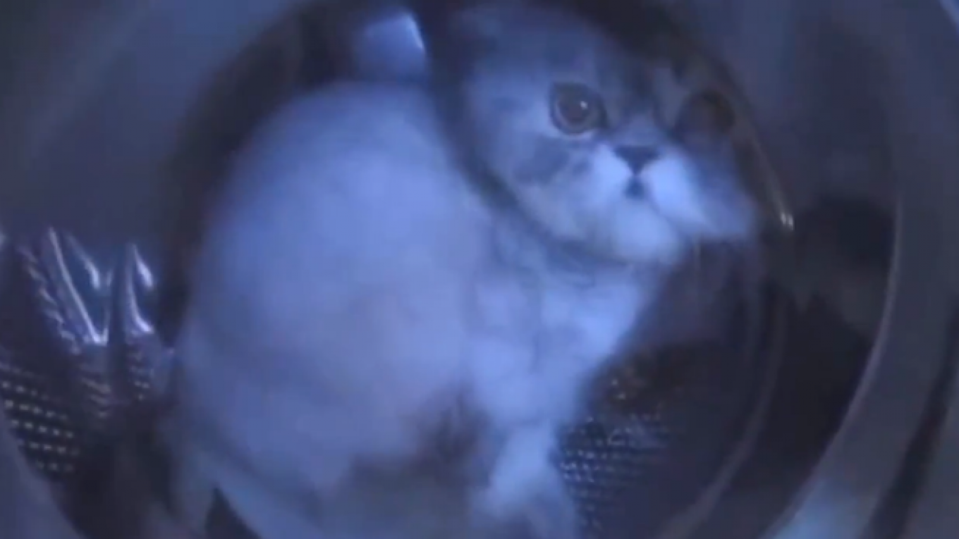 Video of Cat in Washing Machine Earns Russians Investigation for Animal  Abuse - The Moscow Times