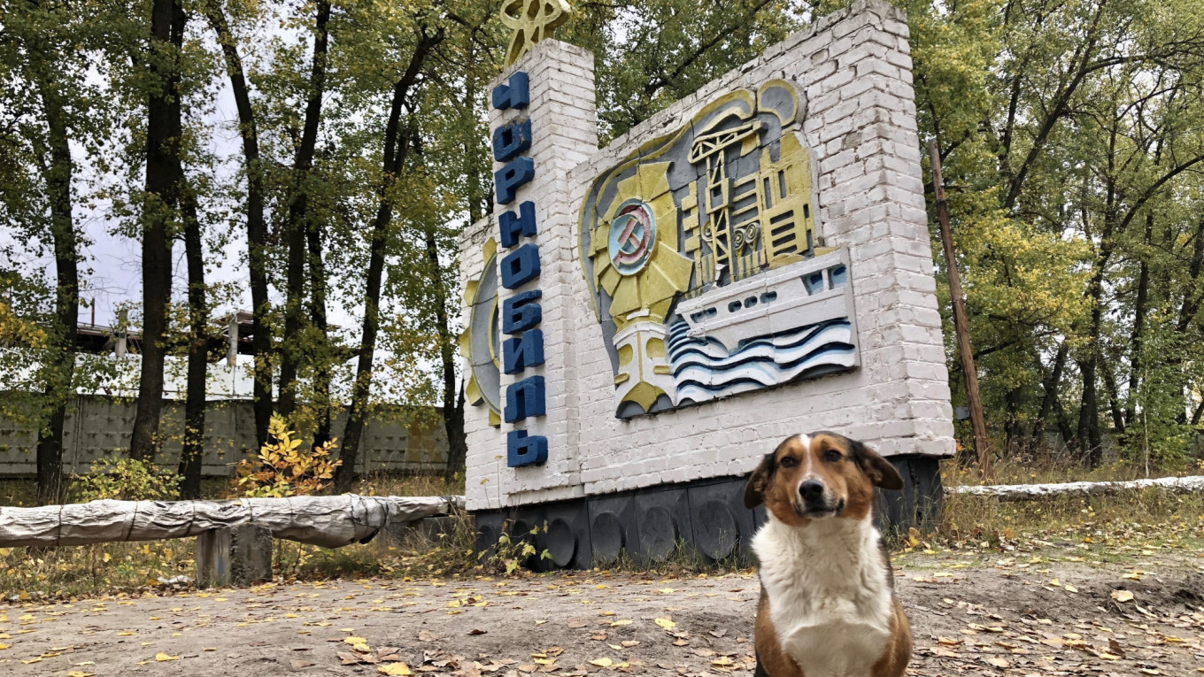 How the Dogs of Chernobyl Found a Happy Ending - The Moscow Times