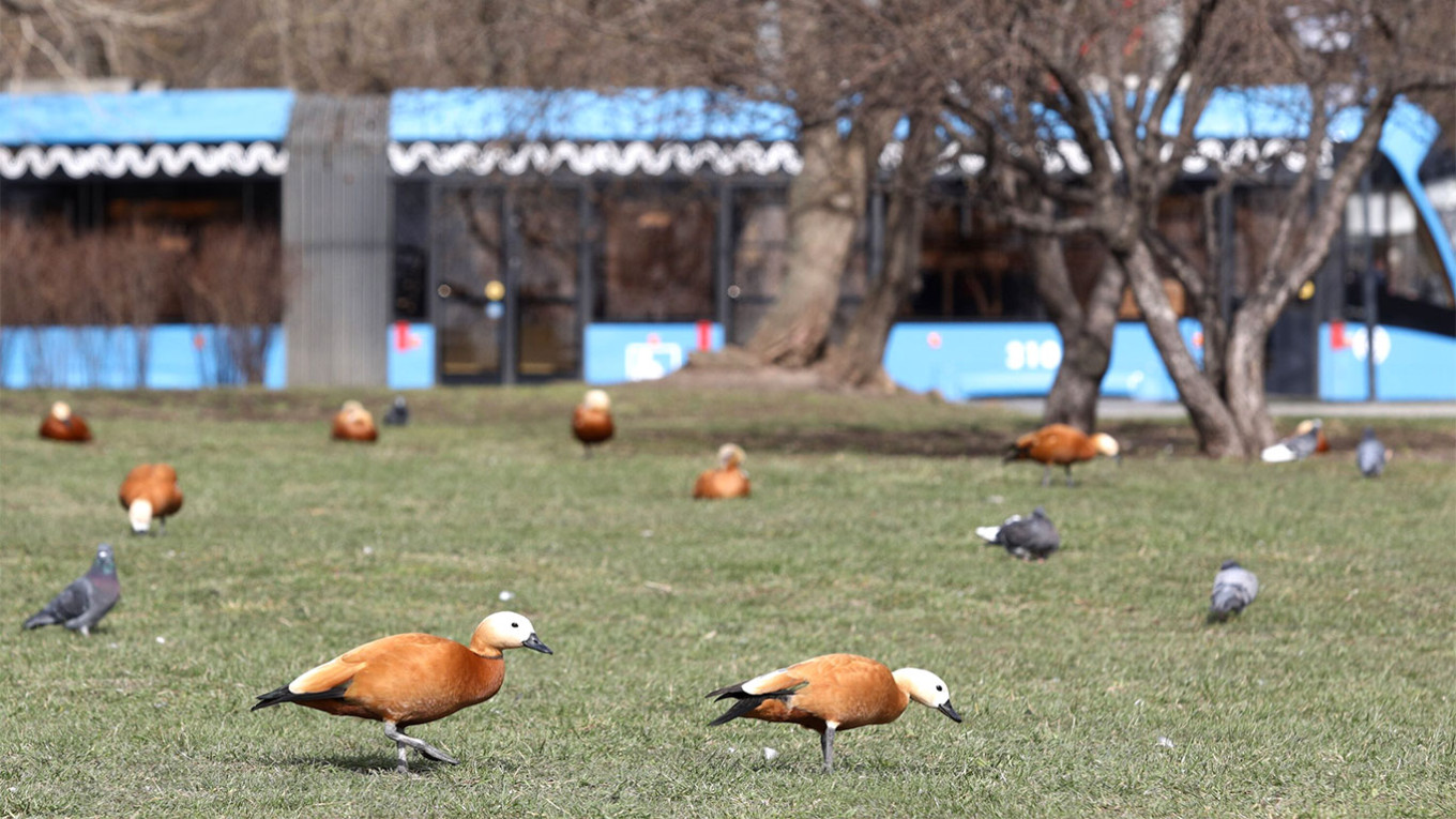 Bird Tricks for Owners - Avian Fashions