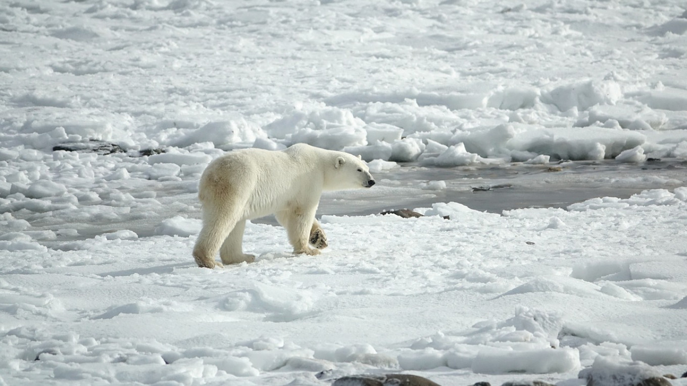 Polar Bear Cannibalism On the Rise in Russia's Arctic, Scientists Say - The  Moscow Times