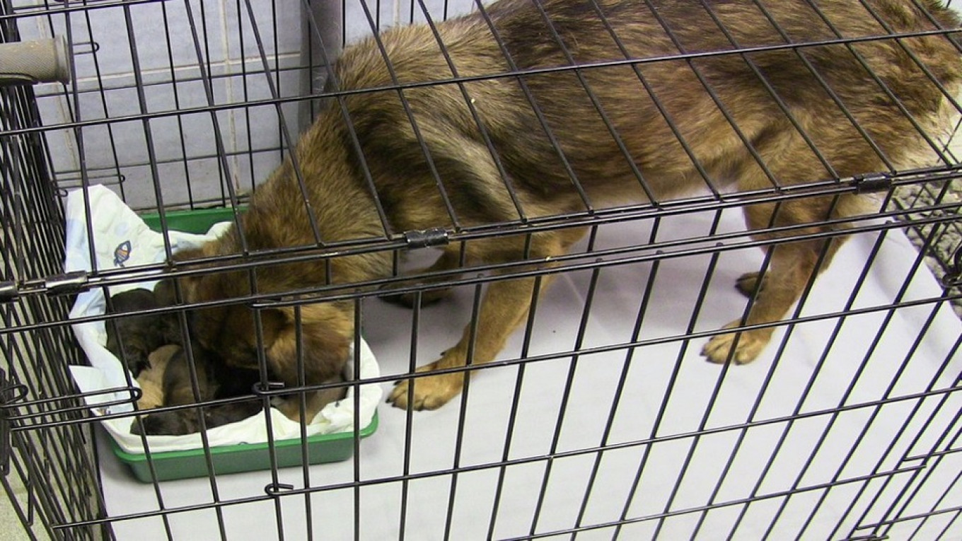 Russia Outlaws Animal Cruelty