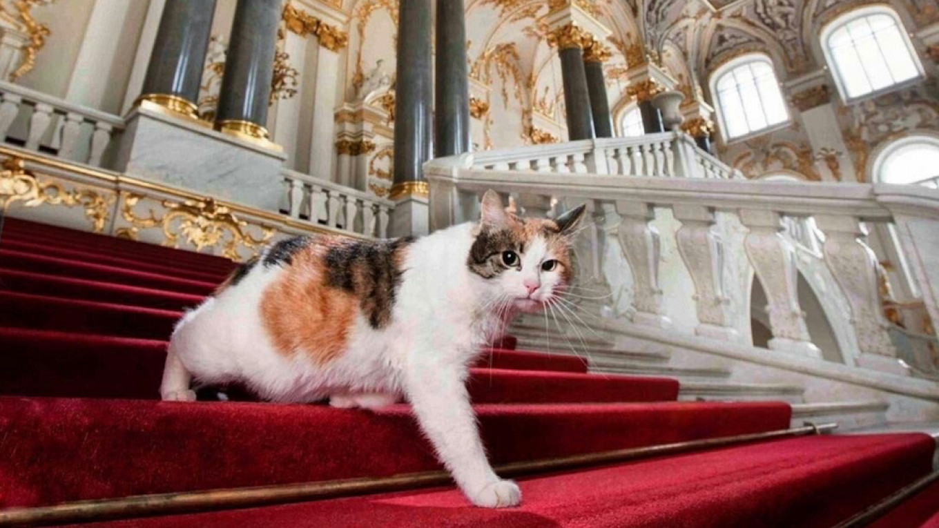 The Nine Lives Of Russia S Hermitage Museum Cats
