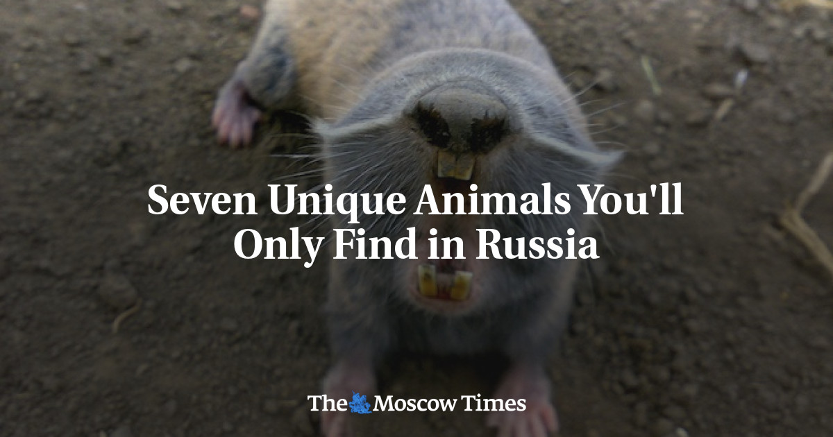 Seven Unique Animals You'll Only Find in Russia