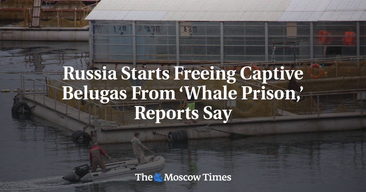 Rusia mulai membebaskan tawanan Beluga dari ‘Penjara Paus’, kata laporan