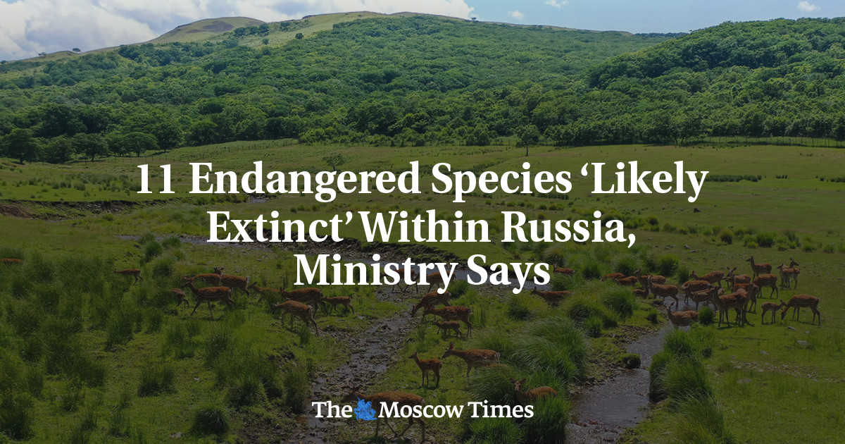 Sebelas spesies terancam punah ‘mungkin punah’ di Rusia, kata kementerian tersebut