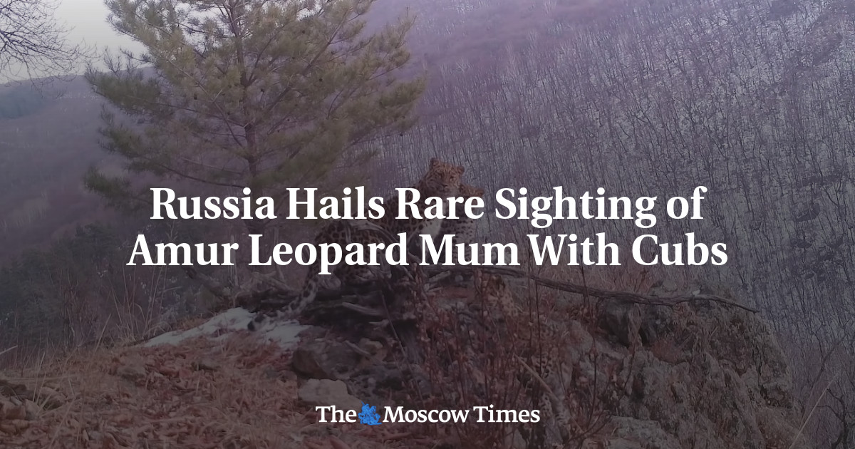 Rusia menyambut baik penampakan langka ibu macan tutul Amur dengan anaknya