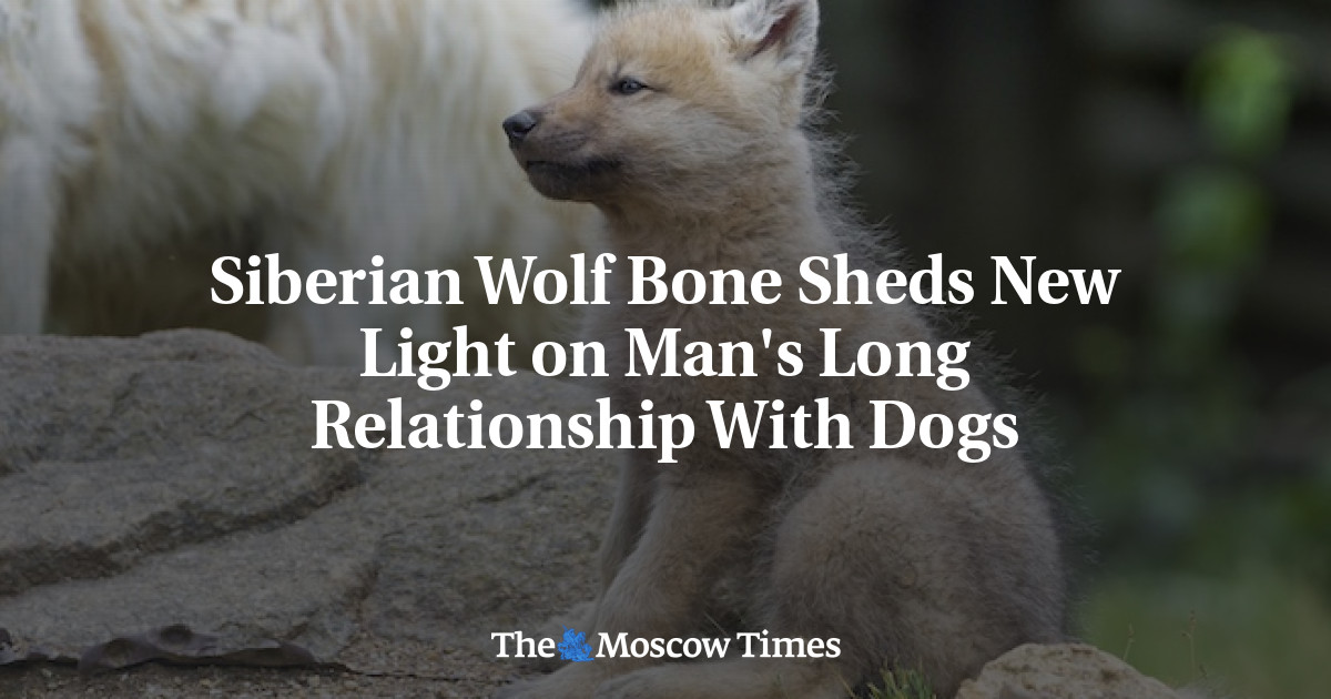 Tulang serigala Siberia memberi pencerahan baru tentang hubungan jangka panjang manusia dengan anjing