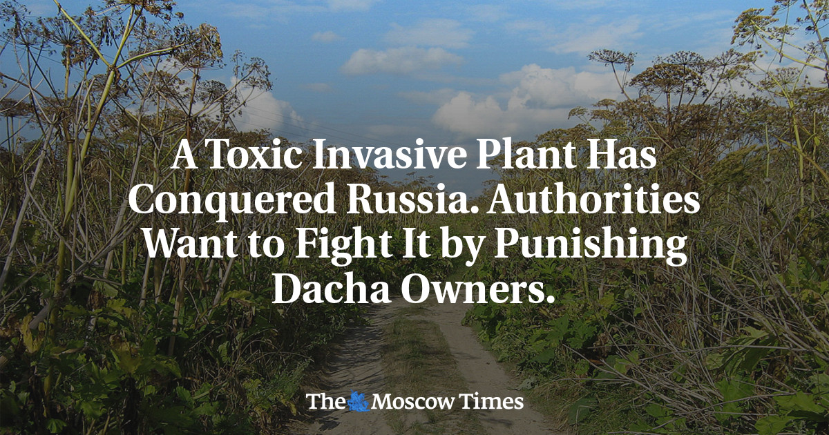 Ядовитое инвазионное растение покорило Россию.  Власти хотят бороться с этим, наказывая дачников.