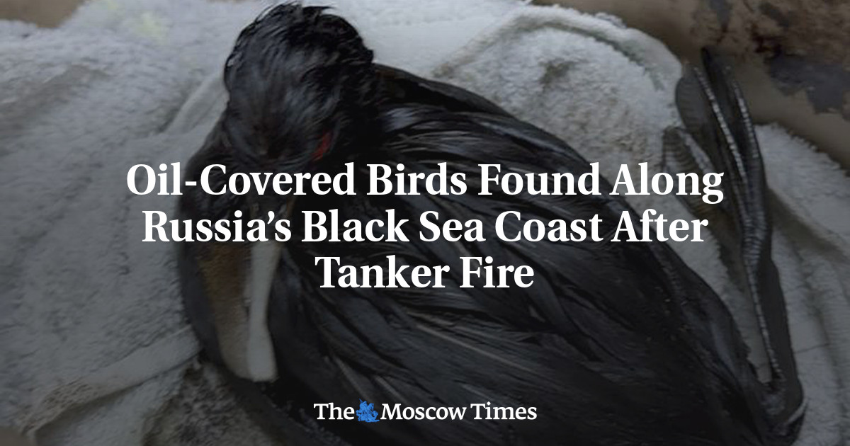 Oil-Covered Birds Found Along Russia’s Black Sea Coast After Tanker Fire