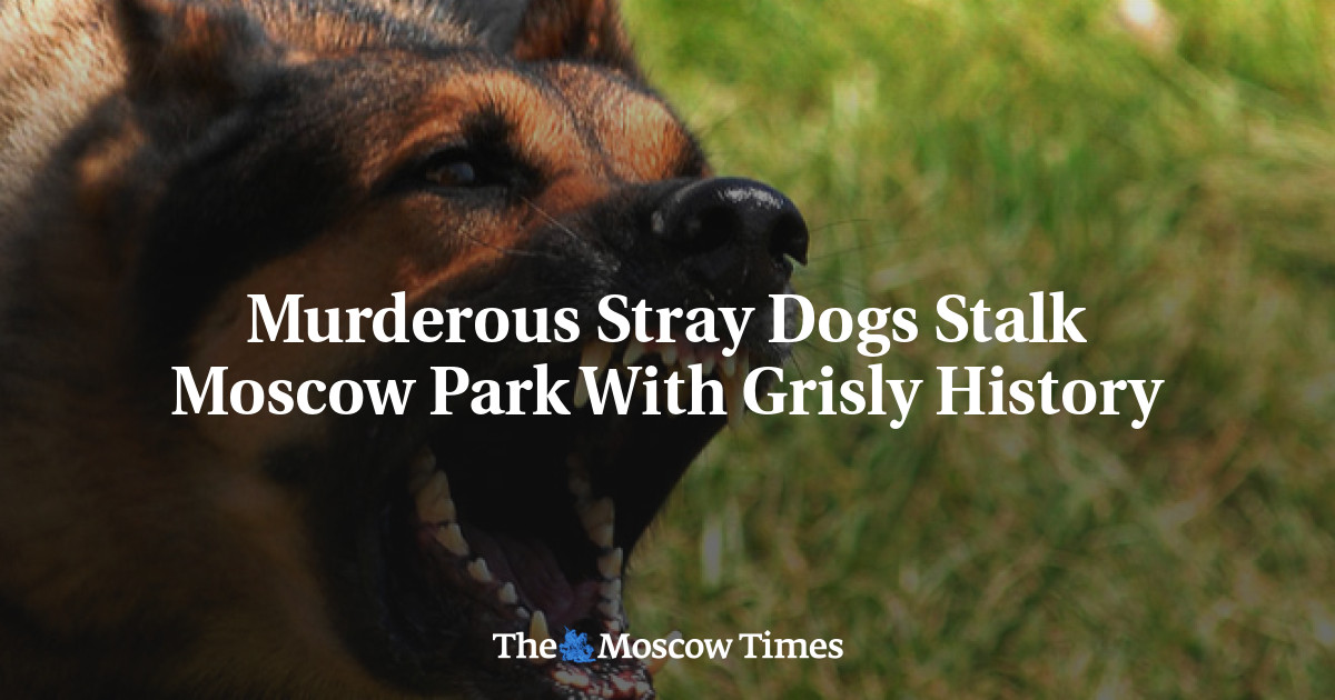 Murderous Stray Dogs Stalk Moscow Park With Grisly History