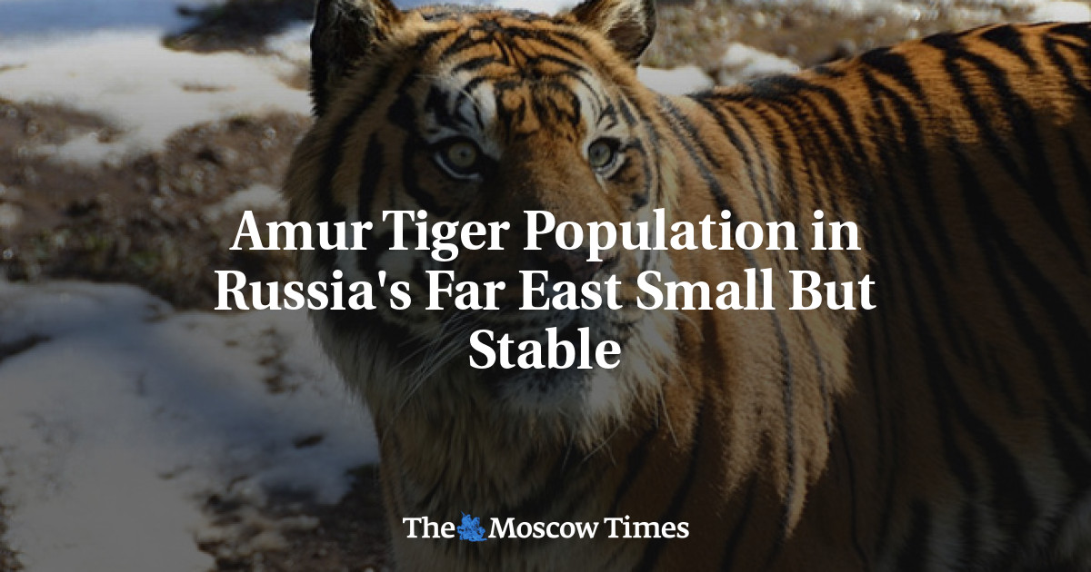 Populasi Harimau Amur di Timur Jauh Rusia kecil namun stabil