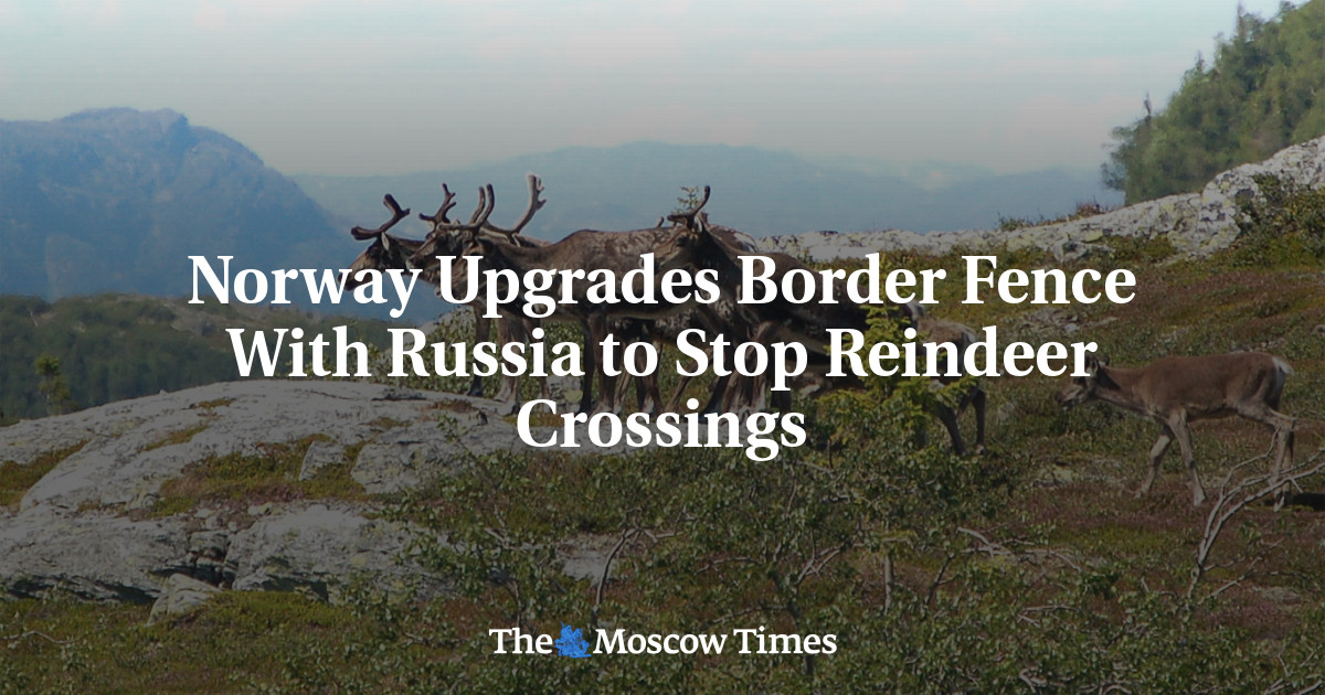 Norge oppgraderer grensegjerdet mot Russland for å hindre passasje av rein