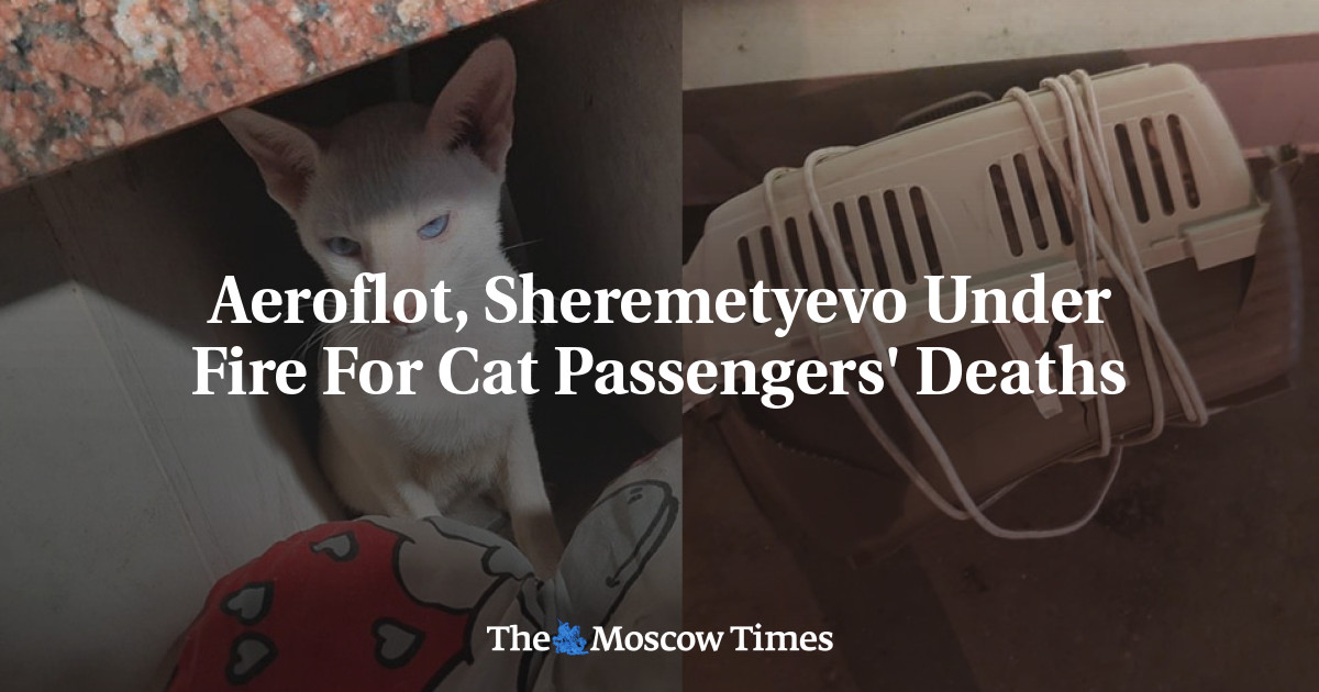 Aeroflot, Sheremetyevo dikecam atas kematian penumpang kucing
