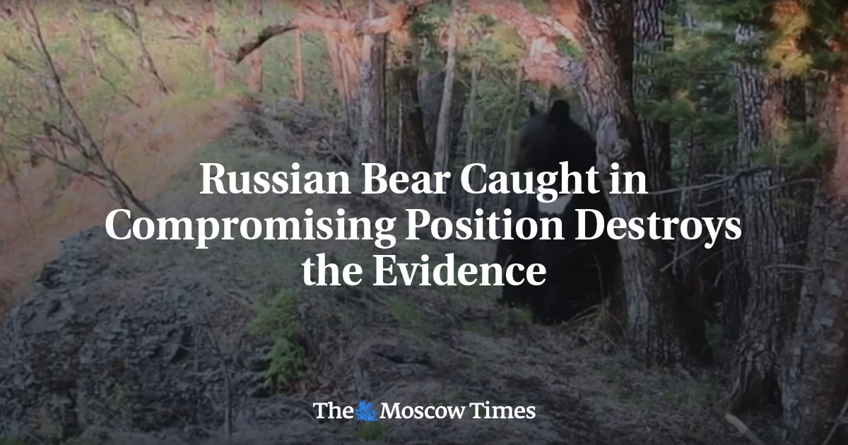 Russian Bear Caught In Compromising Position Destroys The Evidence ...