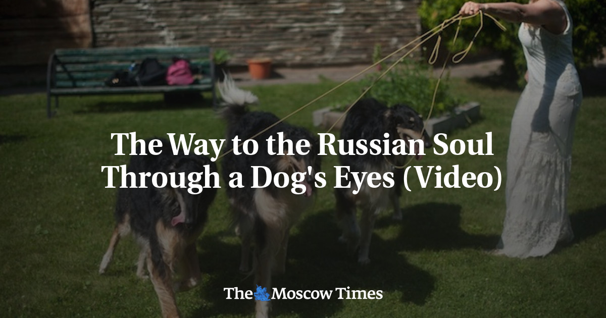 Jalan menuju jiwa Rusia melalui mata anjing (Video)