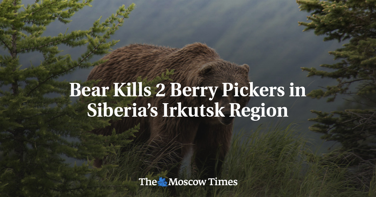 Bear Kills 2 Berry Pickers in Siberia’s Irkutsk Region