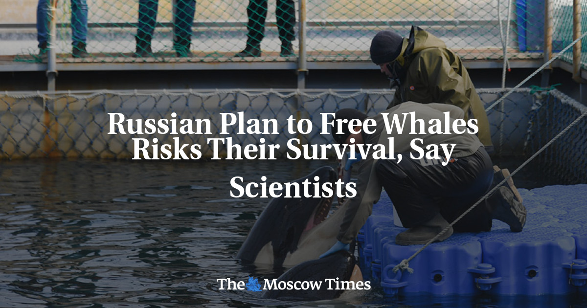 Rencana Rusia untuk membebaskan paus berisiko terhadap kelangsungan hidup mereka, kata para ilmuwan