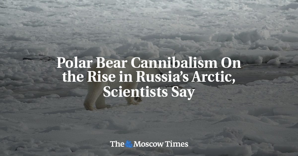 Polar Bears' Diet Is 25% Plastic, Russian Scientists Say - The Moscow Times