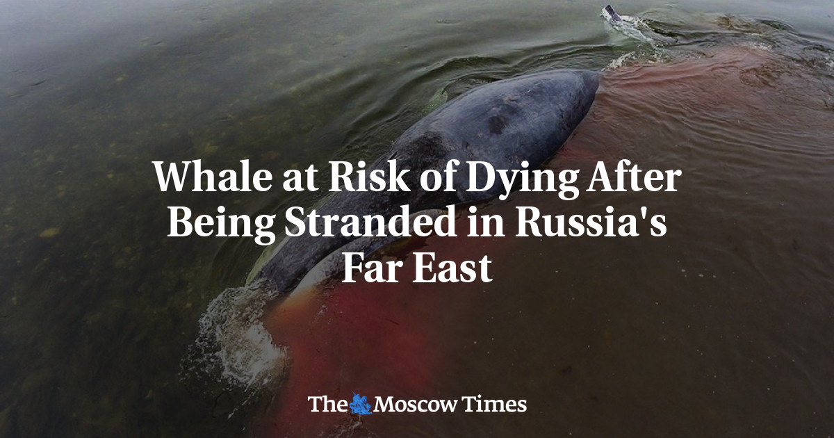 Whale At Risk Of Dying After Being Stranded In Russia's Far East