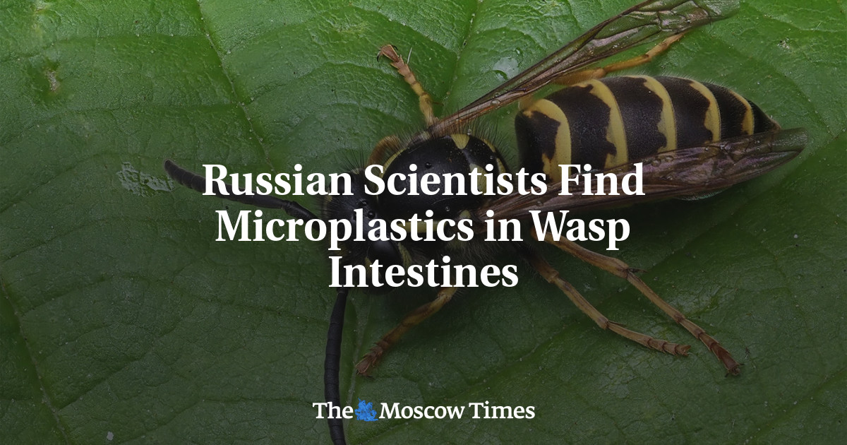 Российские ученые обнаружили микропластик в кишечнике осы