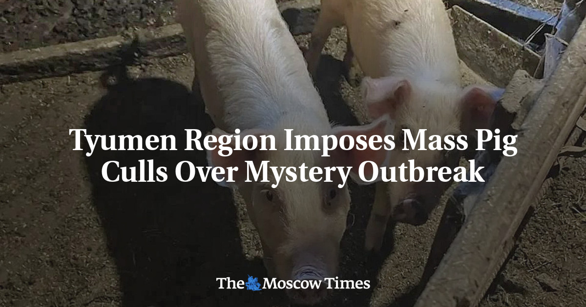 Tyumen Region Imposes Mass Pig Culls Over Mystery Outbreak