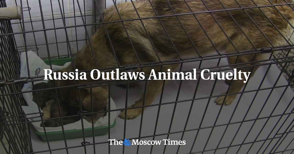 Russia Outlaws Animal Cruelty - The Moscow Times Russia Outlaws Animal Cruelty - The Moscow Times