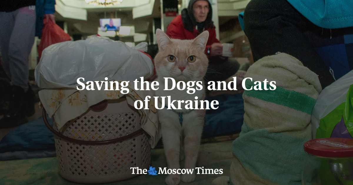Saving the Dogs and Cats of Ukraine The Moscow Times