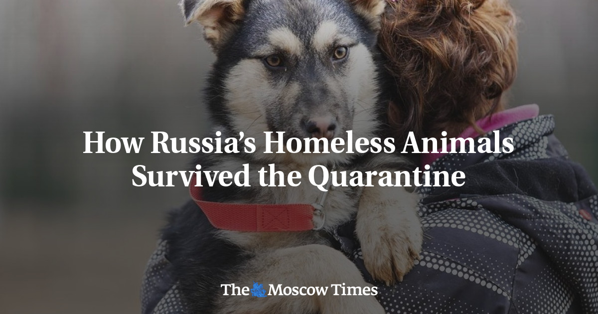 How Russia's Homeless Animals Survived the Quarantine - The Moscow Times