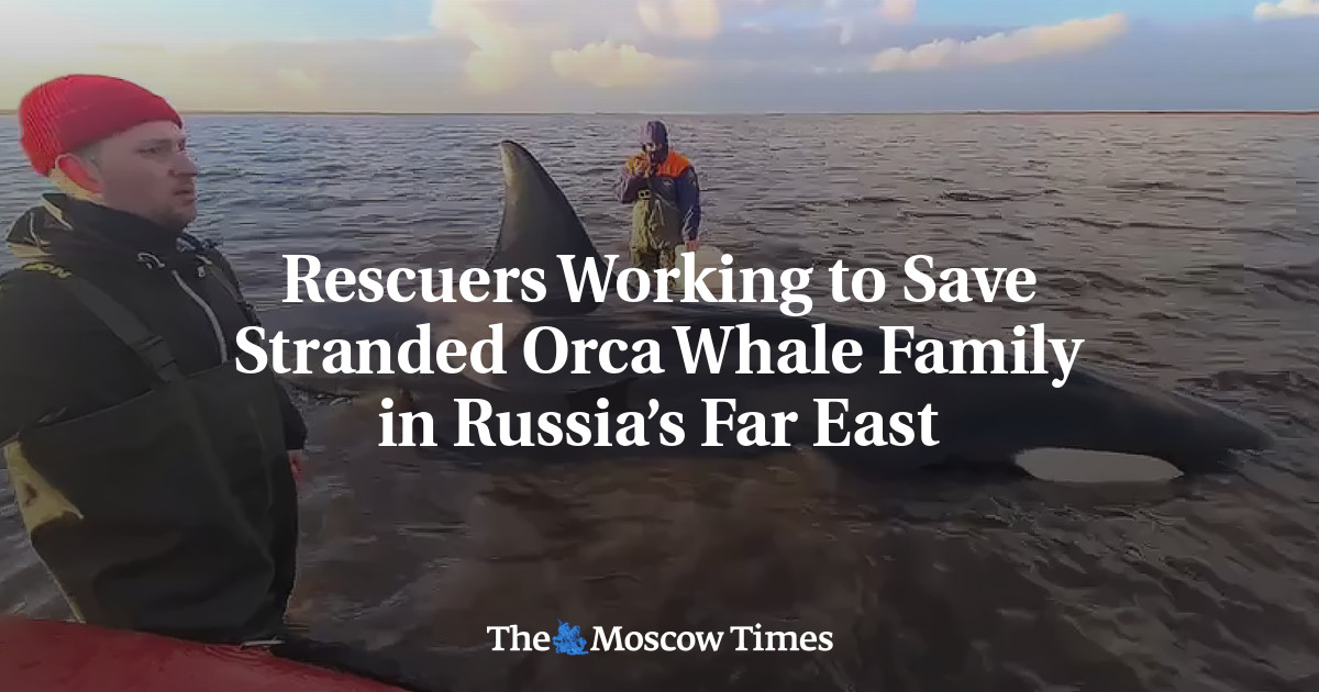 Rescuers Working to Save Stranded Orca Whale Family in Russia’s Far East