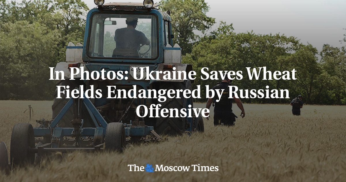 На фото: Украина спасает пшеничные поля, которым угрожает российское наступление
