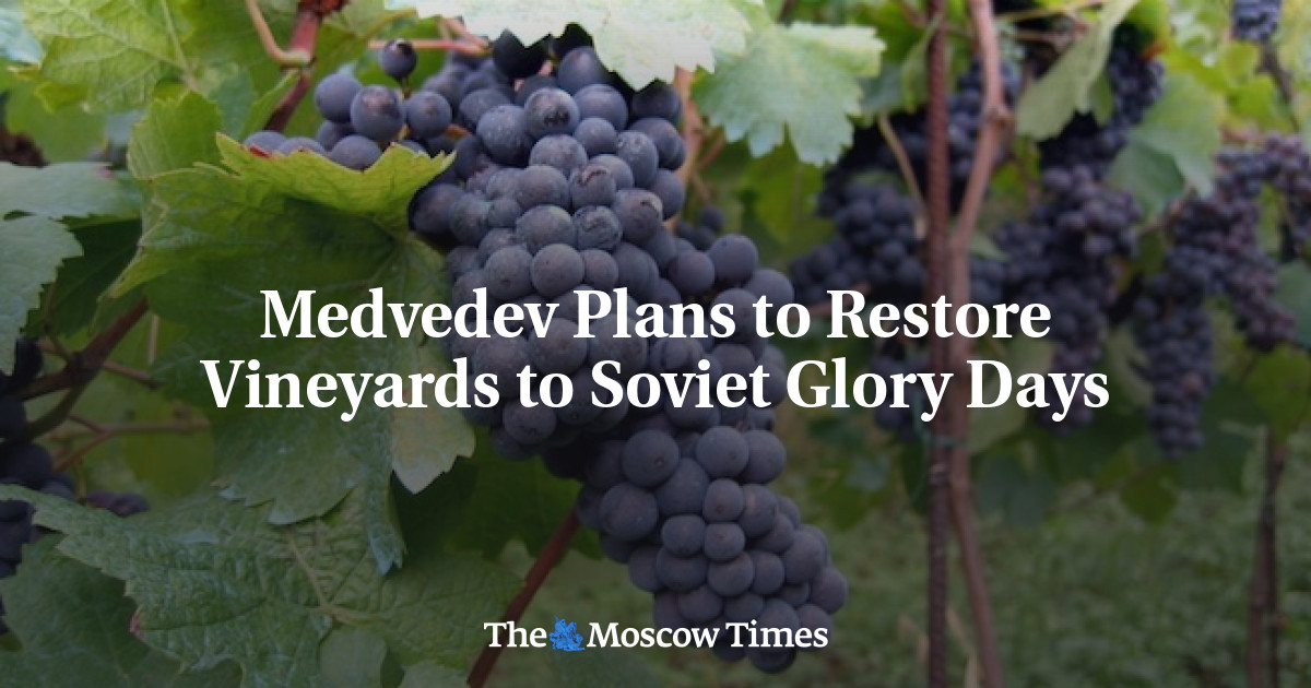 Medvedev berencana mengembalikan kebun anggur ke masa kejayaan Soviet
