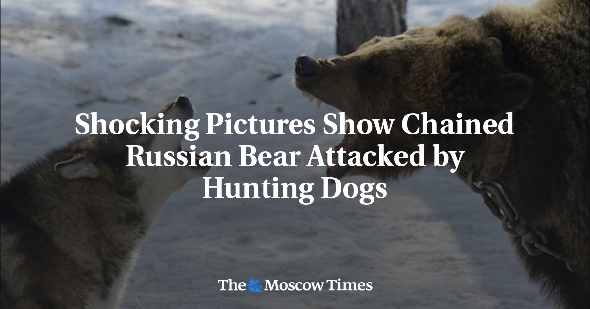in soviet russia you attack bear