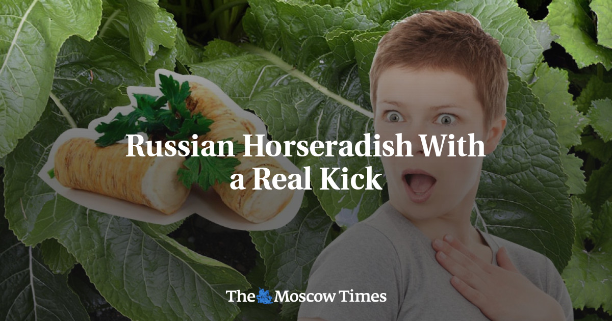 Lobak Rusia Dengan Tendangan Nyata