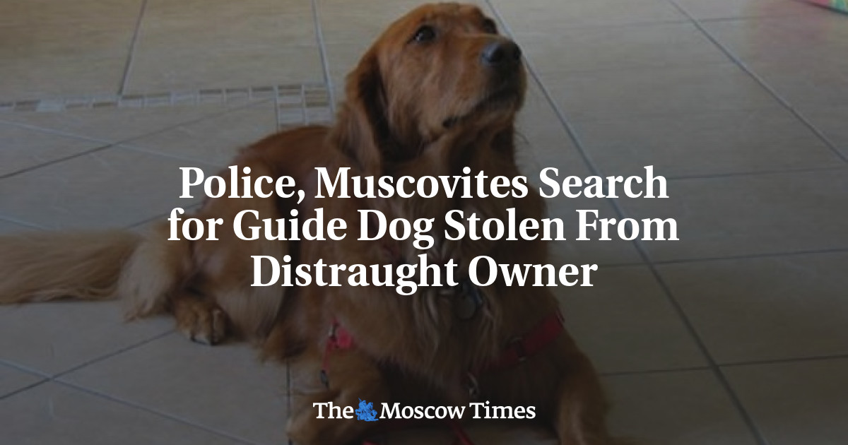 Polisi, warga Moskow mencari anjing pemandu yang dicuri dari pemiliknya yang kebingungan