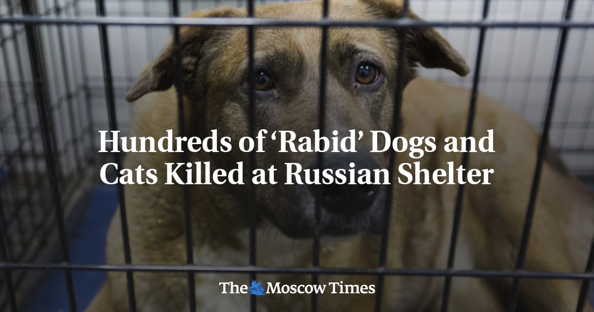 Russian Rabies Dog Hundreds of ‘Rabid’ Dogs and Cats Killed at Russian Shelter - The ...