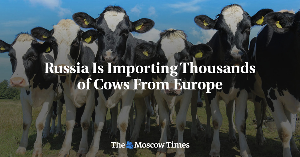 Rusia mengimpor ribuan sapi dari Eropa