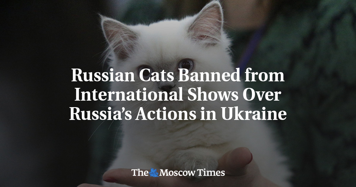 Russian Cats Banned from International Shows Over Russia’s Actions in