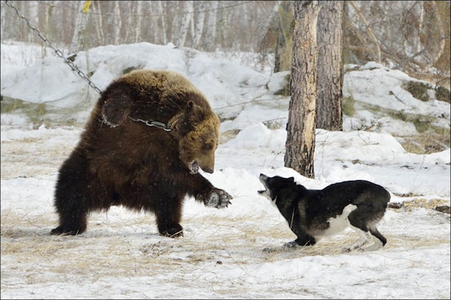 Russian dog store that kills bears