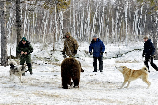 russian bear fighting dog