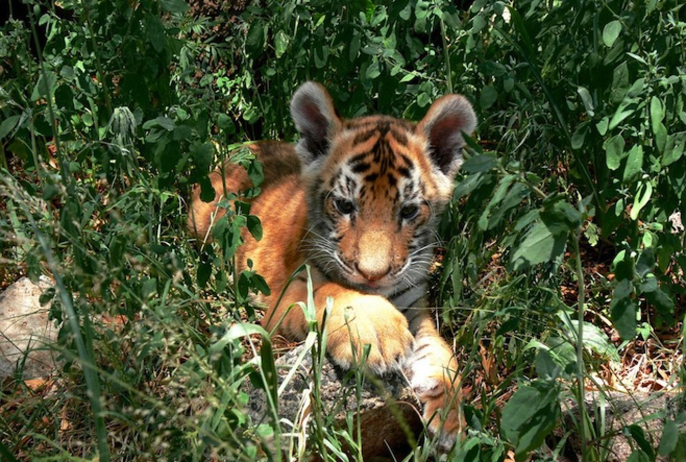 Tiger Cub Found Shot in Russia's Far East
