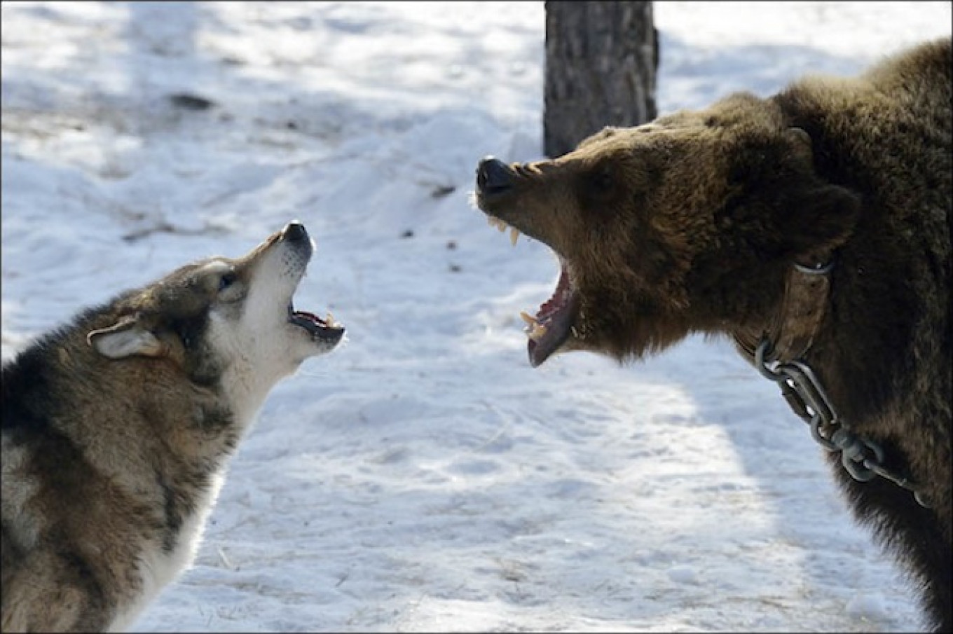russian bear fighting dog